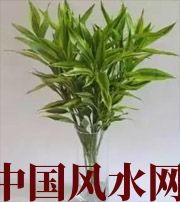 重庆十二生肖养什么植物最旺财运？你知道吗！